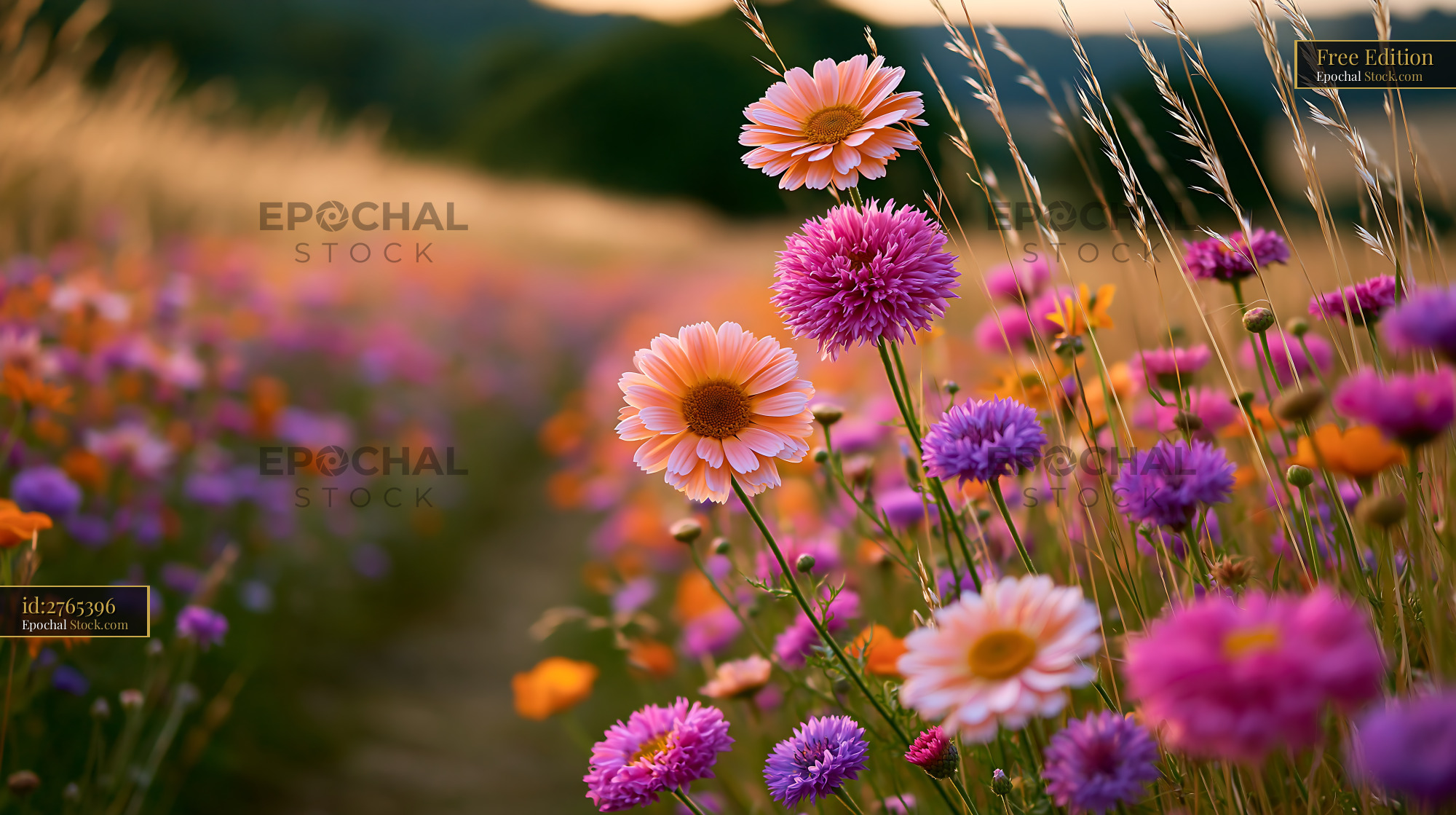 Vibrant albanian gladiolus field blooming in a rural meadow at sunset - stock photo