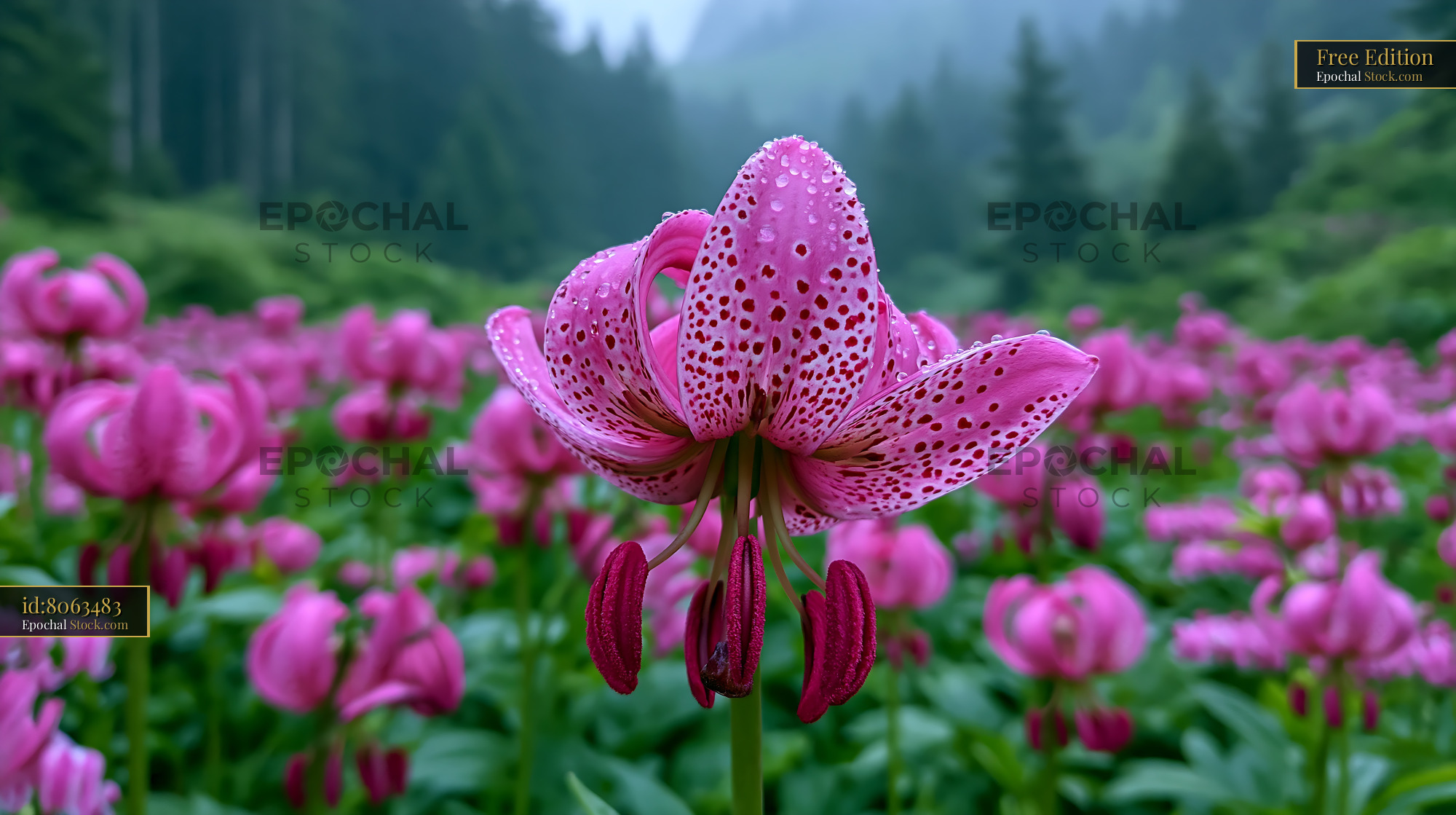 Pink martagon lily with raindrops in a misty mountain forest