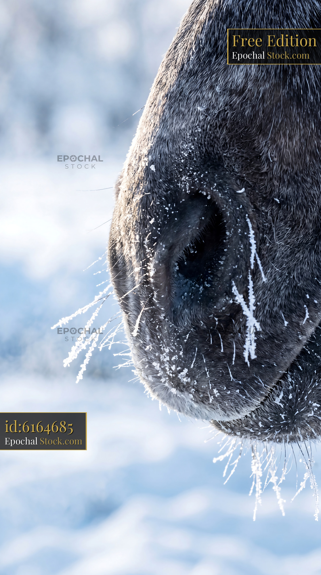 Frosted Horse Muzzle Winter Macro Detail - stock photo