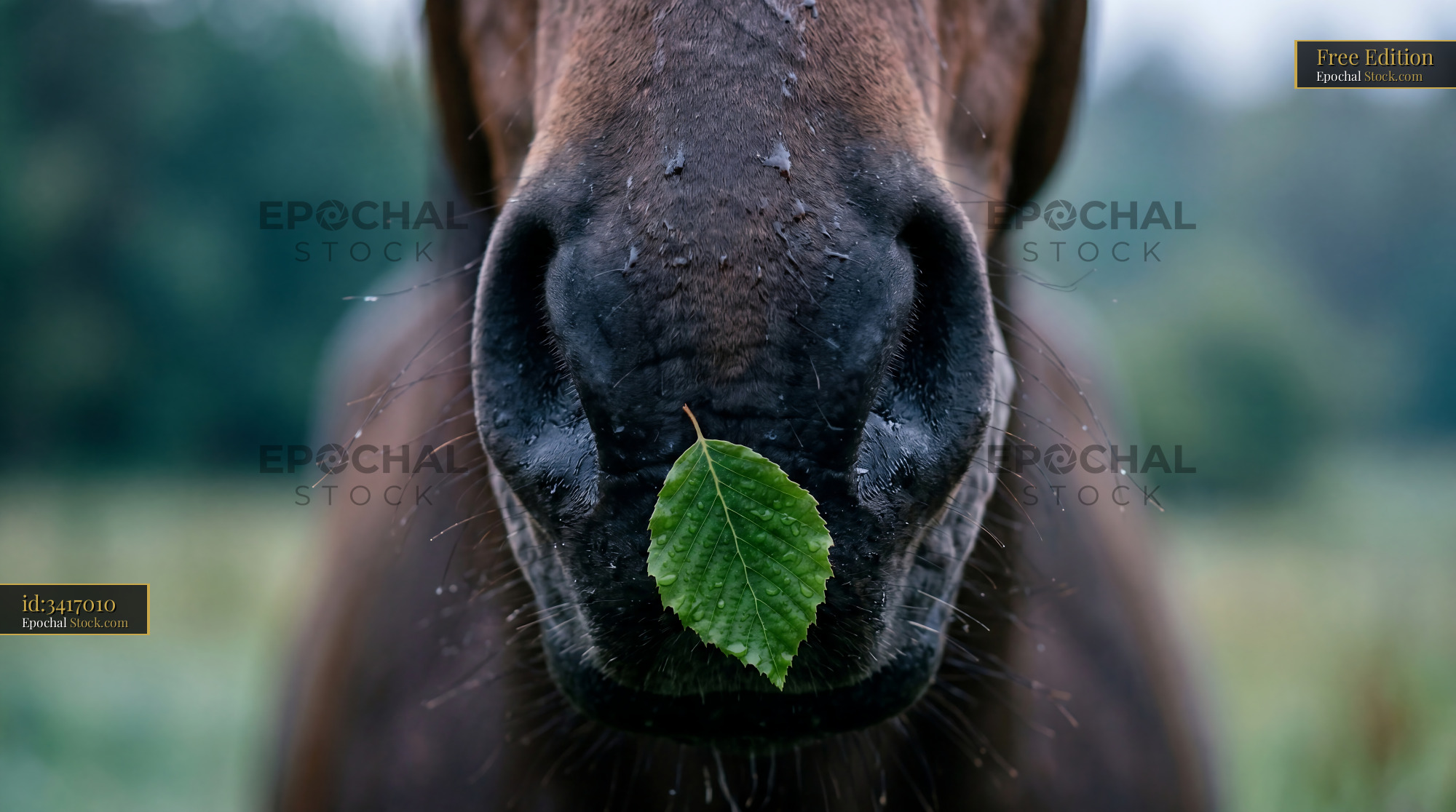 Soft Horse Muzzle with Green Leaf Macro Print - stock photo