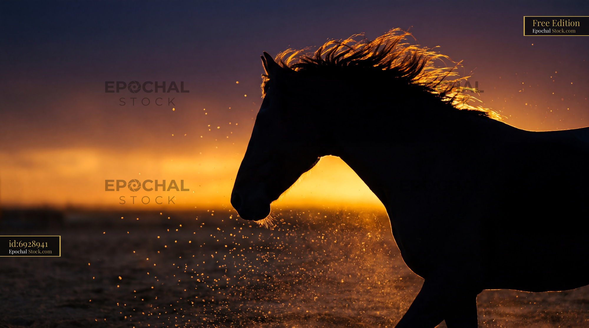 Golden Rim-Lit Reining Horse Silhouette - stock photo