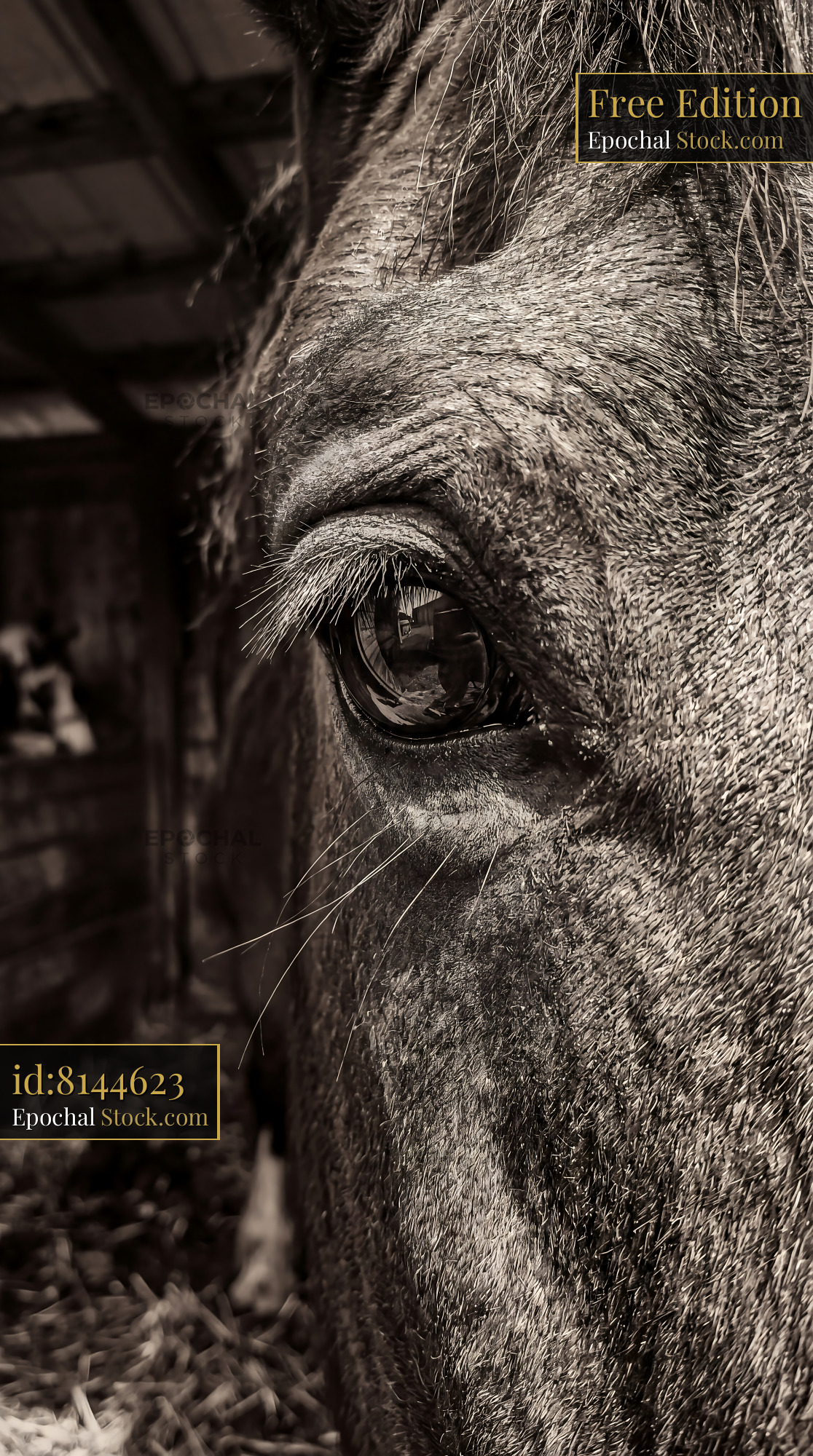 Sepia Draft Horse Eye & Lashes Close Up - stock photo