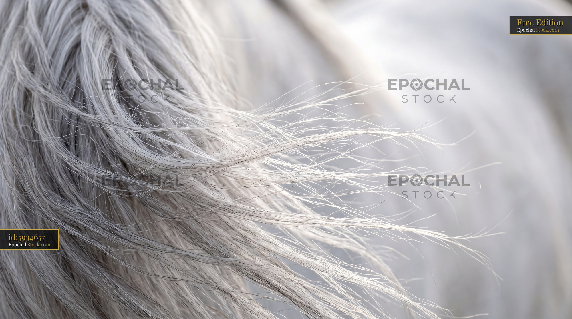 Ethereal Silver Horse Mane Blowing in Wind - stock photo