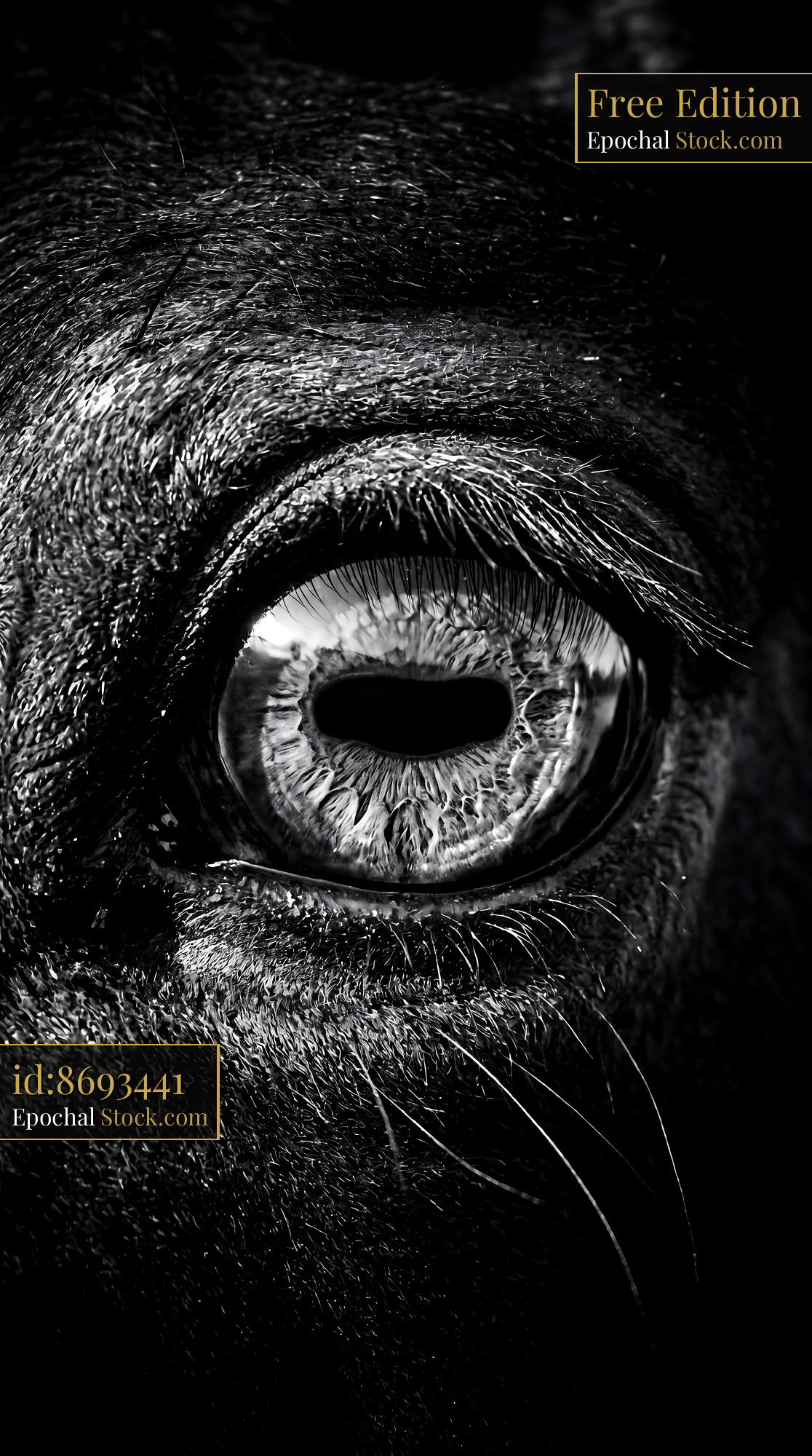 Stark Black and White Horse Eye Macro Iris - stock photo