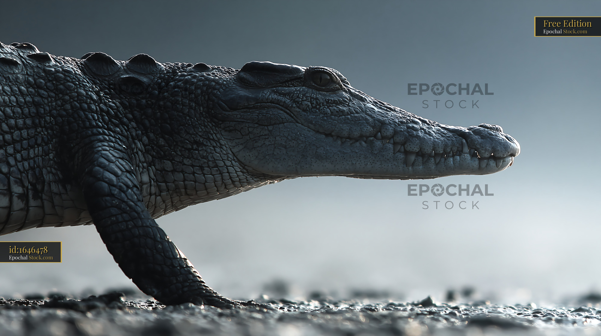 American alligator emerging from shallow water at sunrise - stock photo