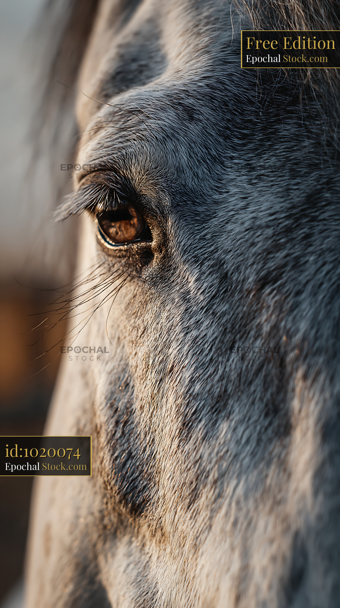 Close up of a gray horse eye in warm sunset light