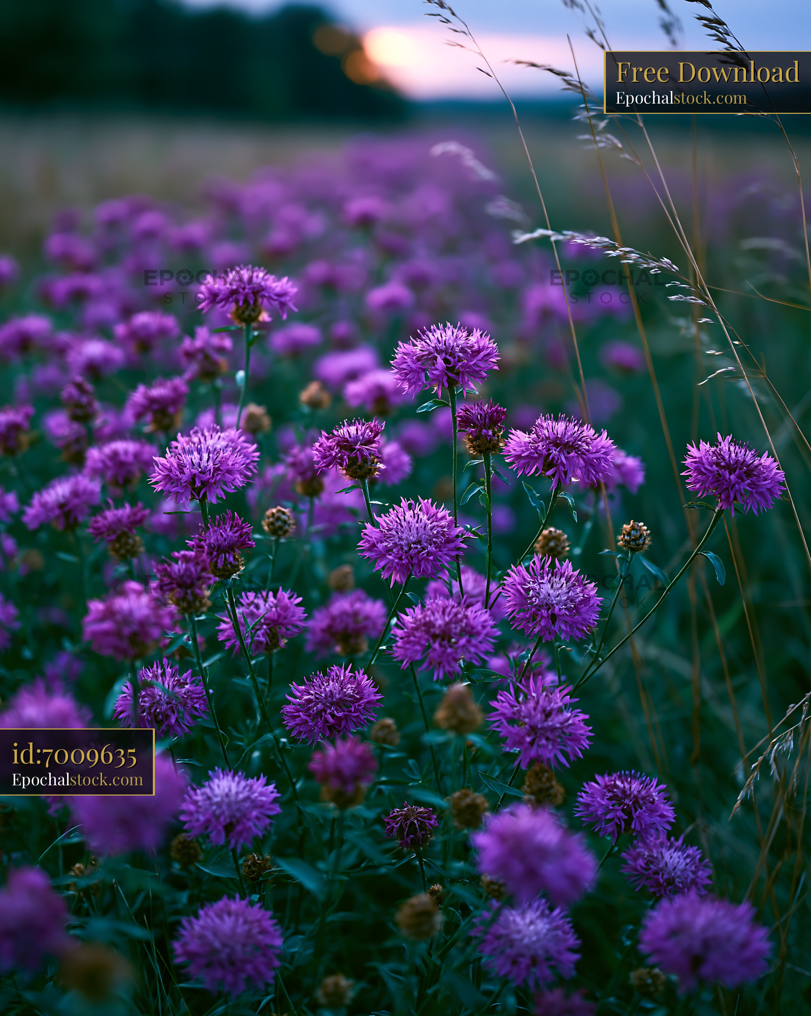Watermarked full-resolution preview of Purple flowers blooming in a field during sunset