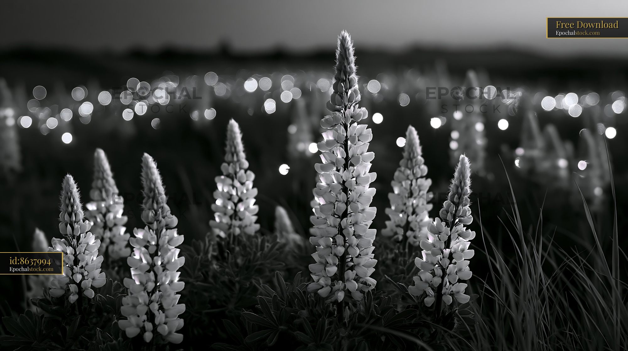 Watermarked full-resolution preview of Lupine flowers in black and white with blurred background lights