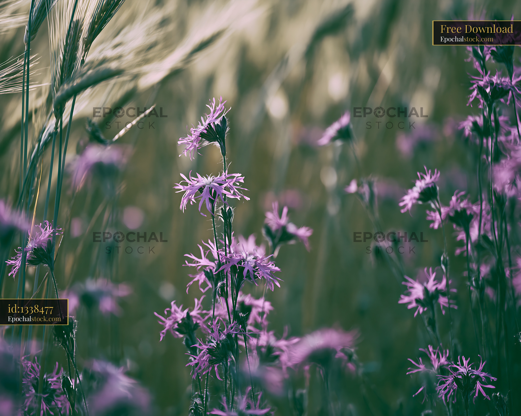 Watermarked full-resolution preview of Purple wildflowers in a grassy field during daylight