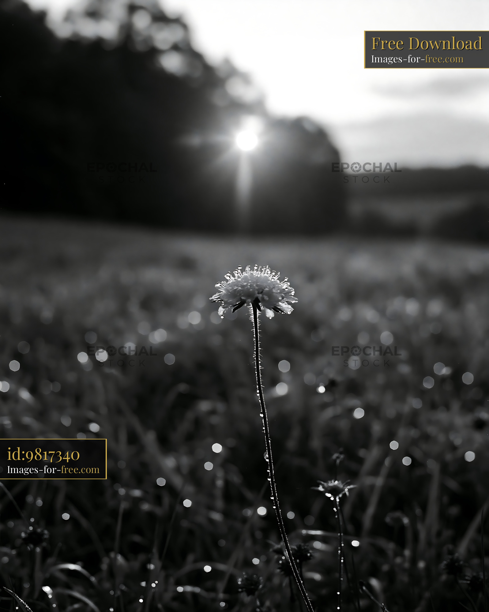Watermarked full-resolution preview of Flower in dew with sunlight in background