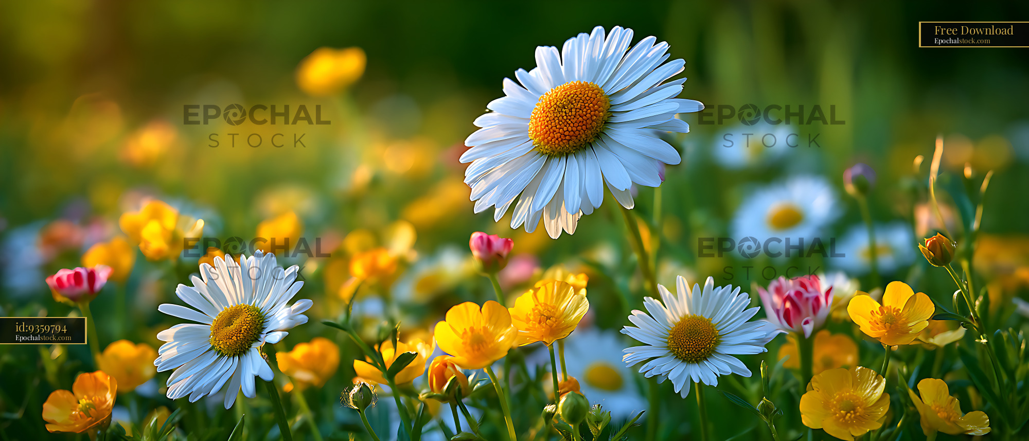 Watermarked full-resolution preview of White daisies among colorful meadow flowers
