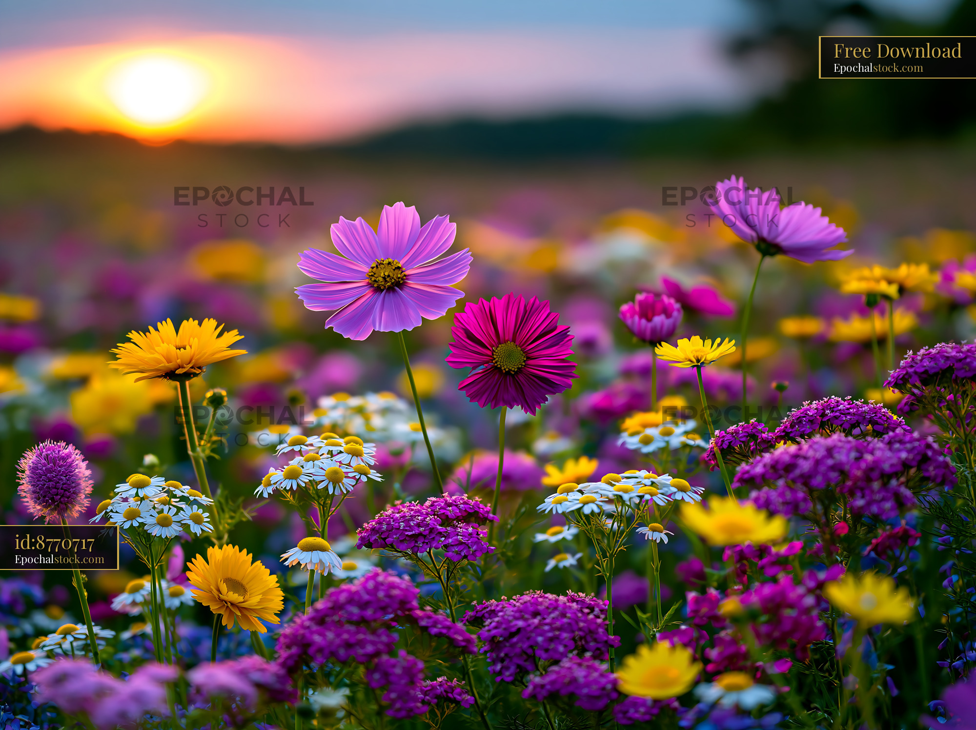 Watermarked full-resolution preview of Colorful wildflower field during sunset