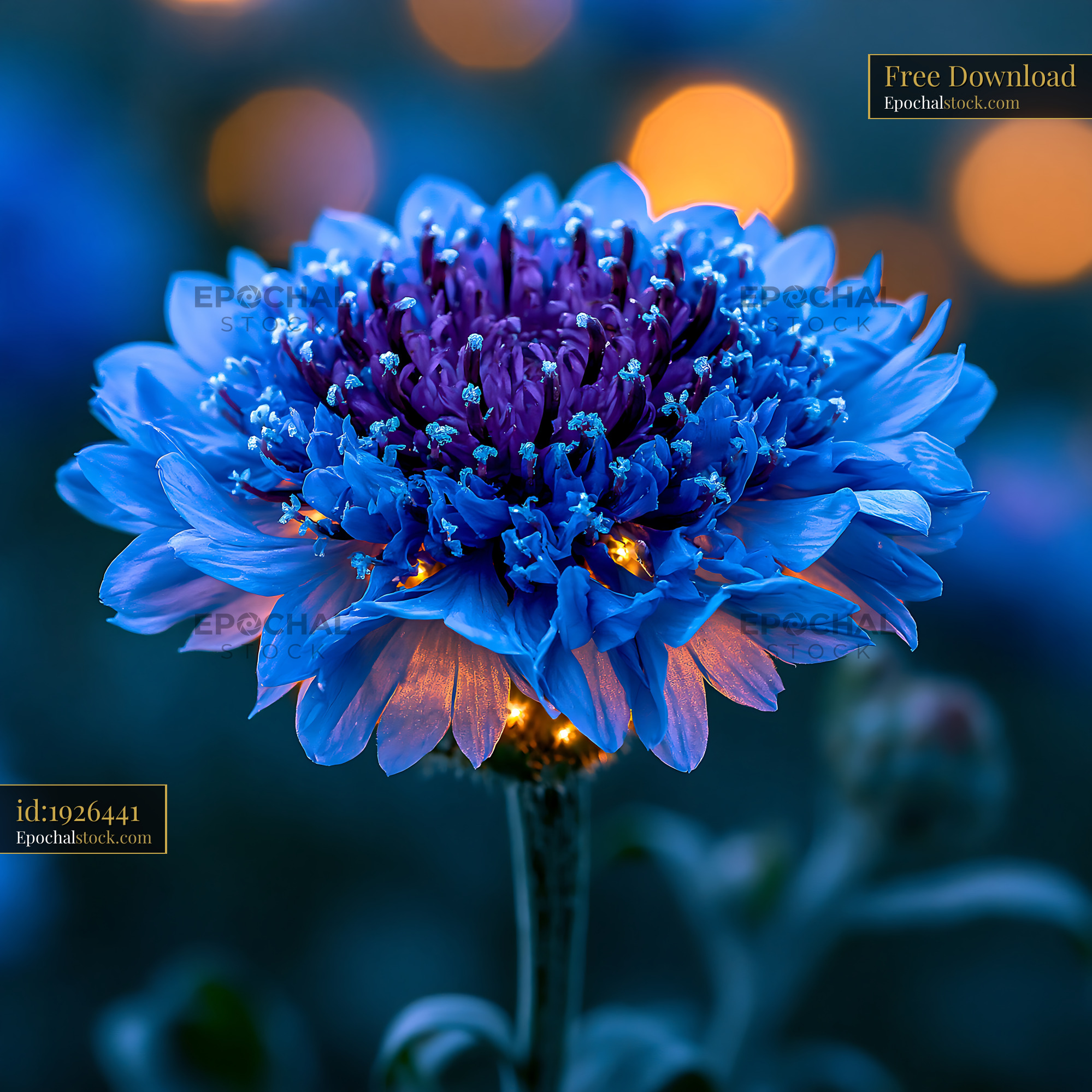 Watermarked full-resolution preview of Blue flower close-up with illuminated background