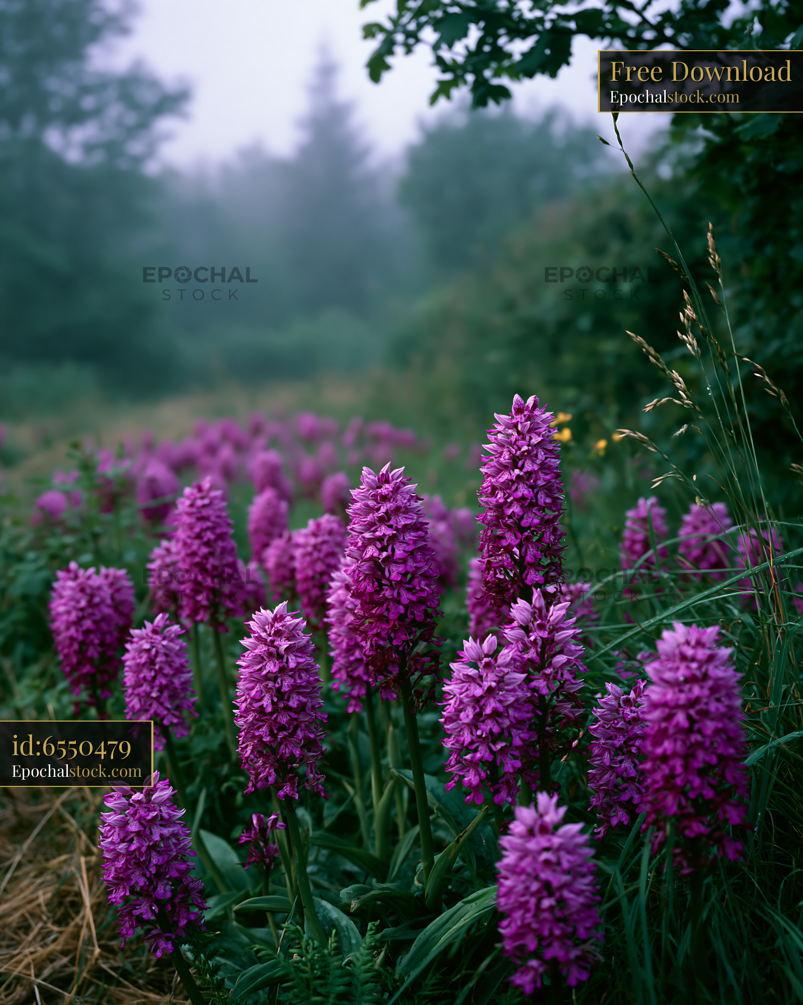 Watermarked full-resolution preview of Purple flowers in a misty field during early morning