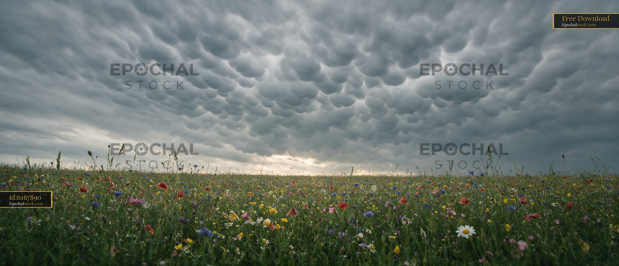 Watermarked full-resolution preview of Mammatus clouds over a colorful flower field at sunset