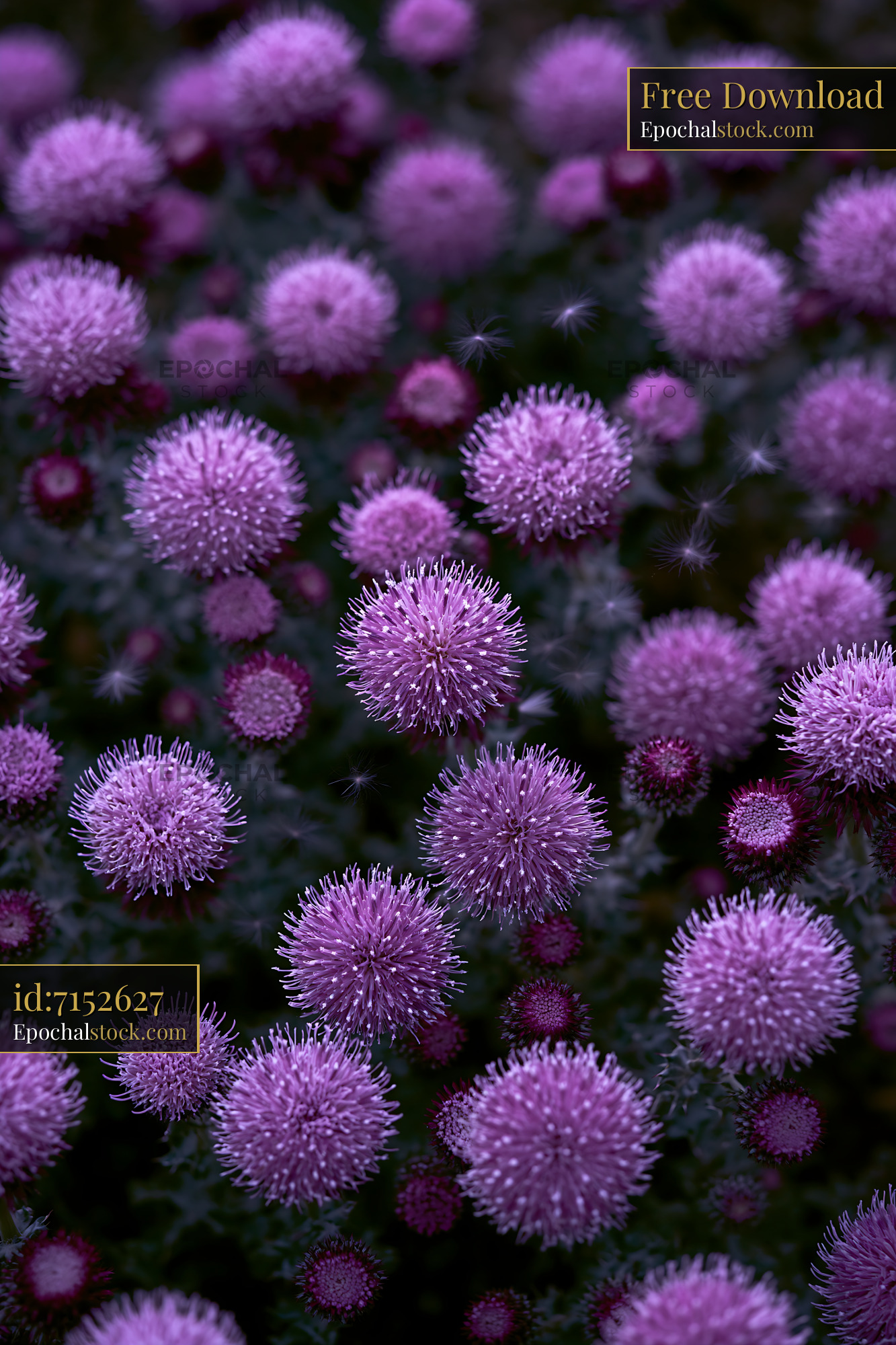 Wild Thistle Blooming in a Meadow During Golden Hour - stock photo