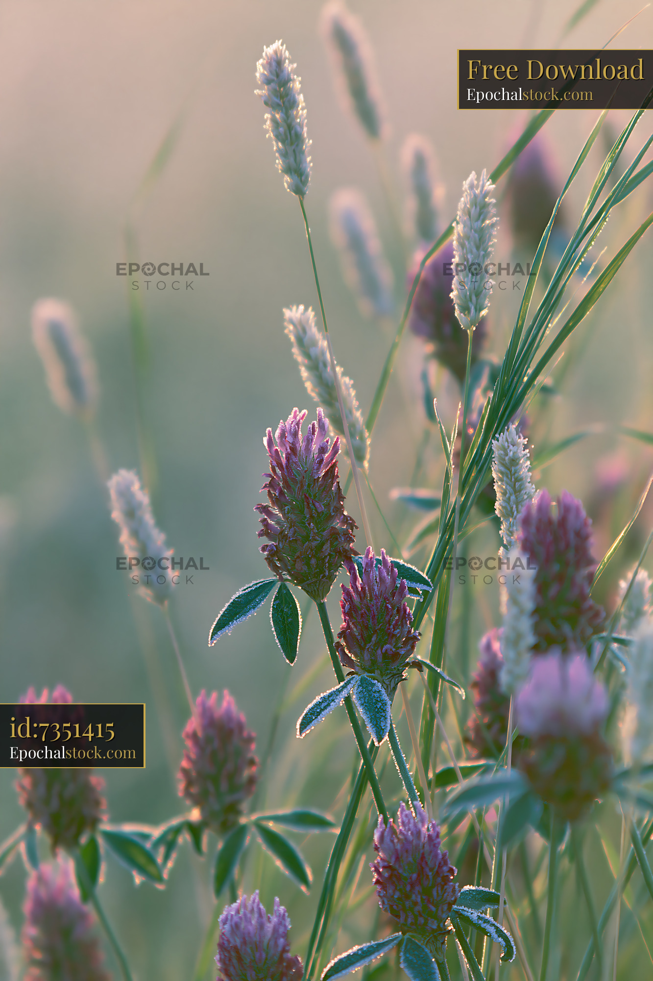 Watermarked full-resolution preview of Clover and grass in a meadow at dawn with dew
