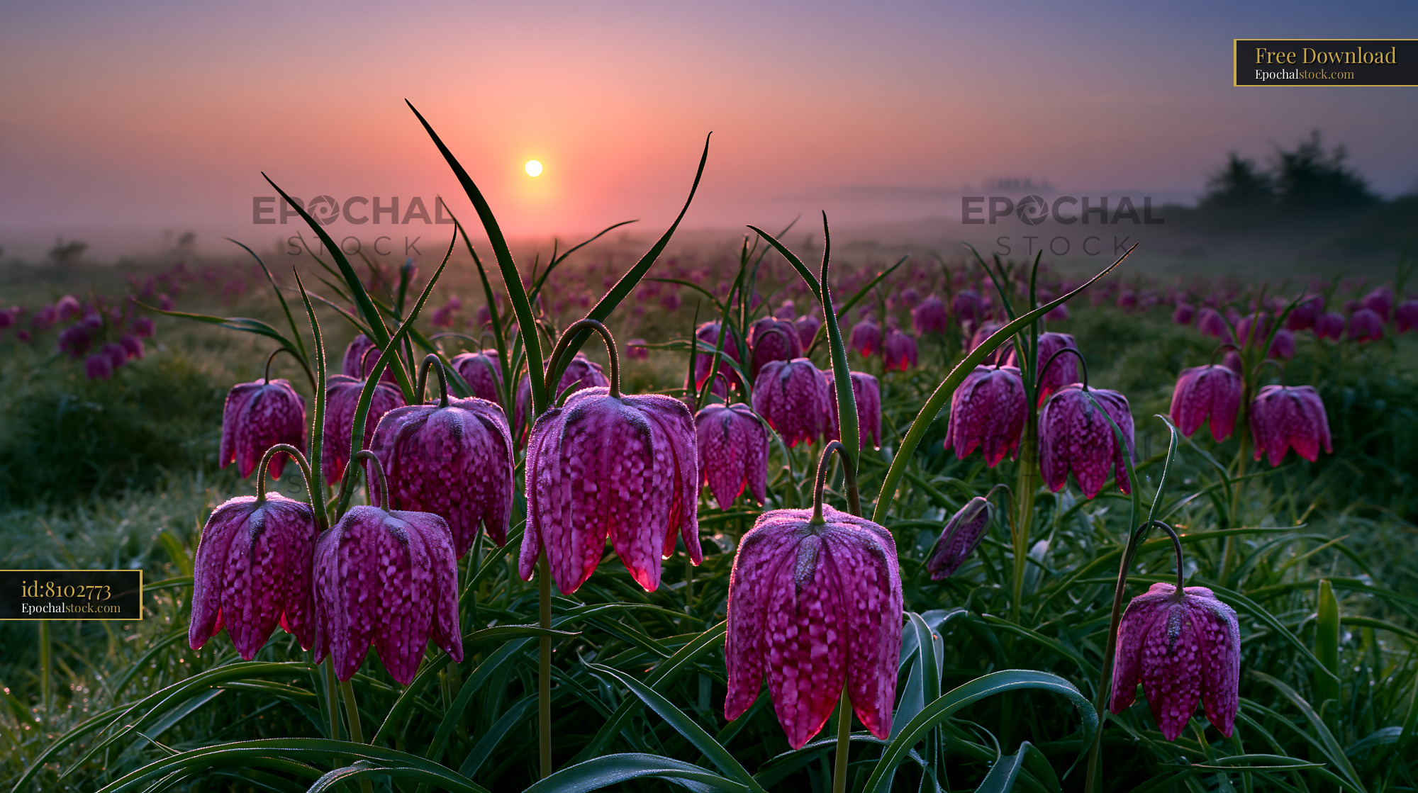 Watermarked full-resolution preview of Flowers bloom under the morning sun in a misty landscape
