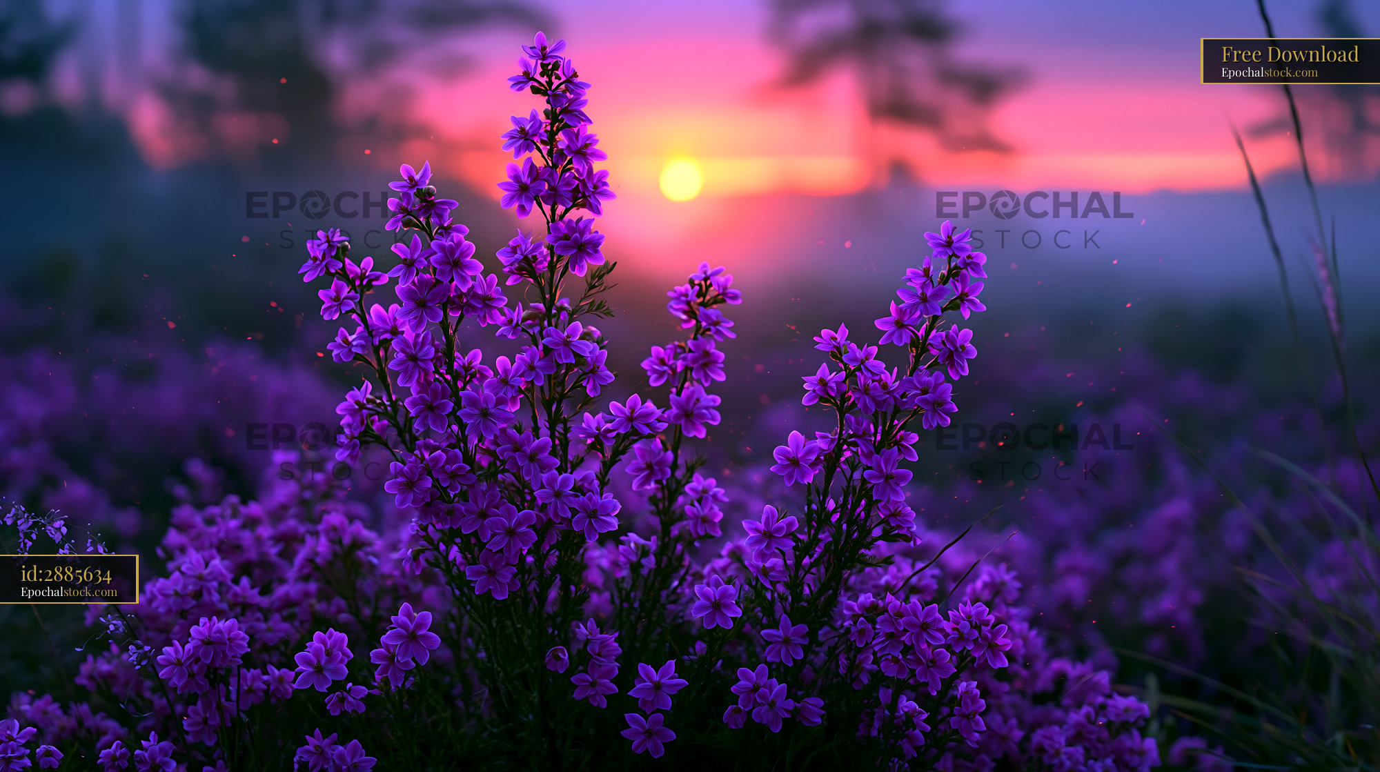 Flowers Bloom at Sunset Against a Colorful Sky With Trees - stock photo