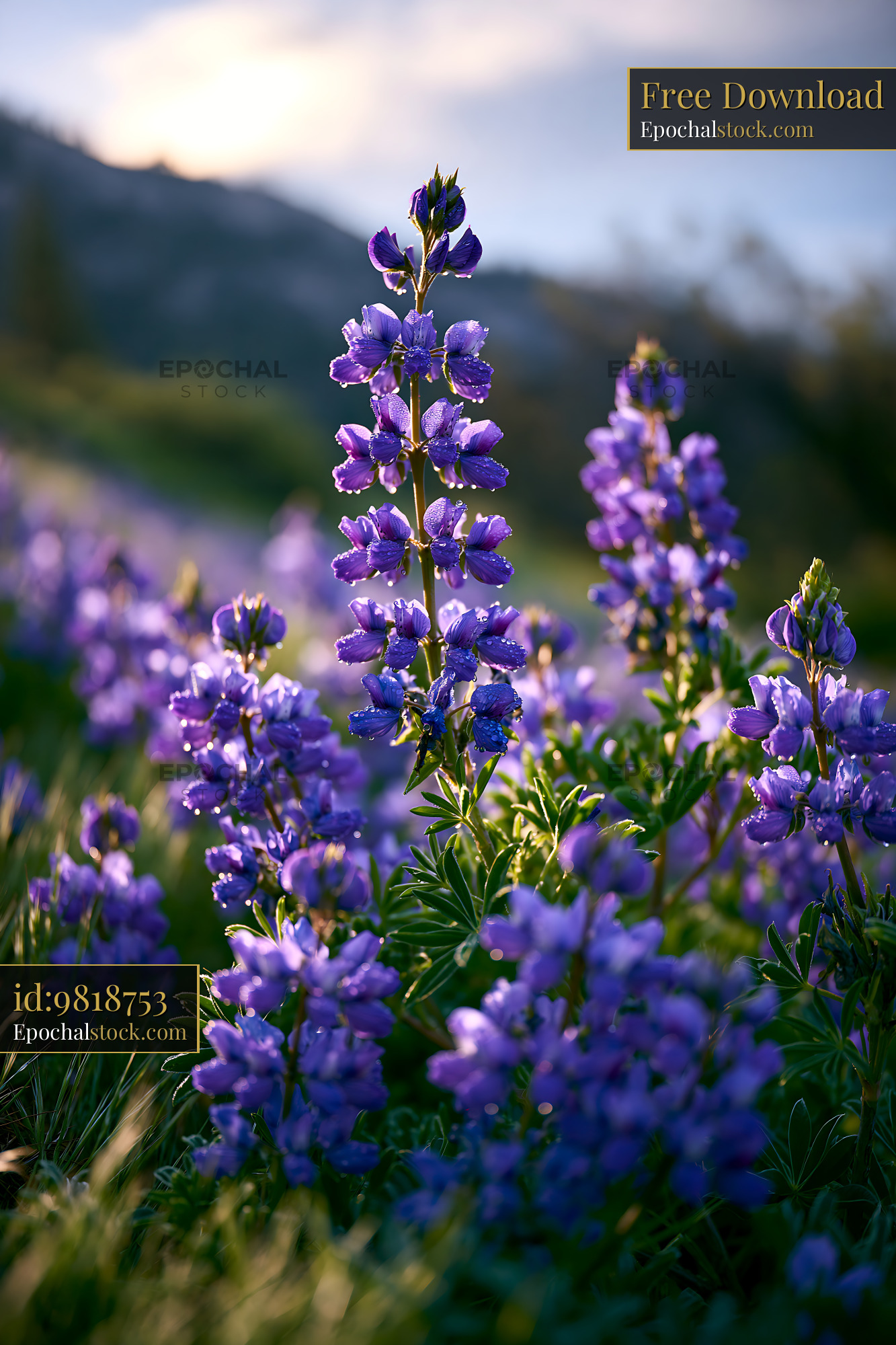 Watermarked full-resolution preview of Purple wildflowers in the mountains during golden hour