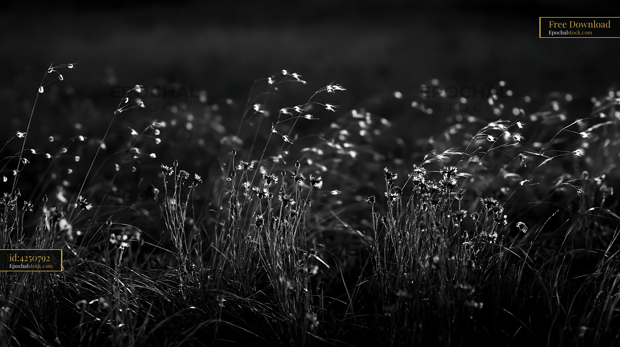 Watermarked full-resolution preview of Wildflowers in a field during sunset