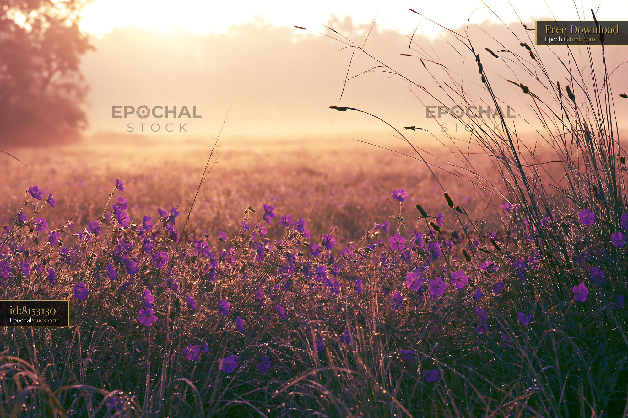 Watermarked full-resolution preview of Morning light over a wildflower meadow in soft focus