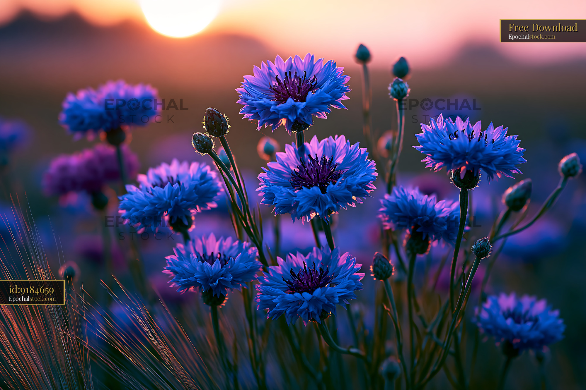 Watermarked full-resolution preview of Bright blue flowers against a sunset background