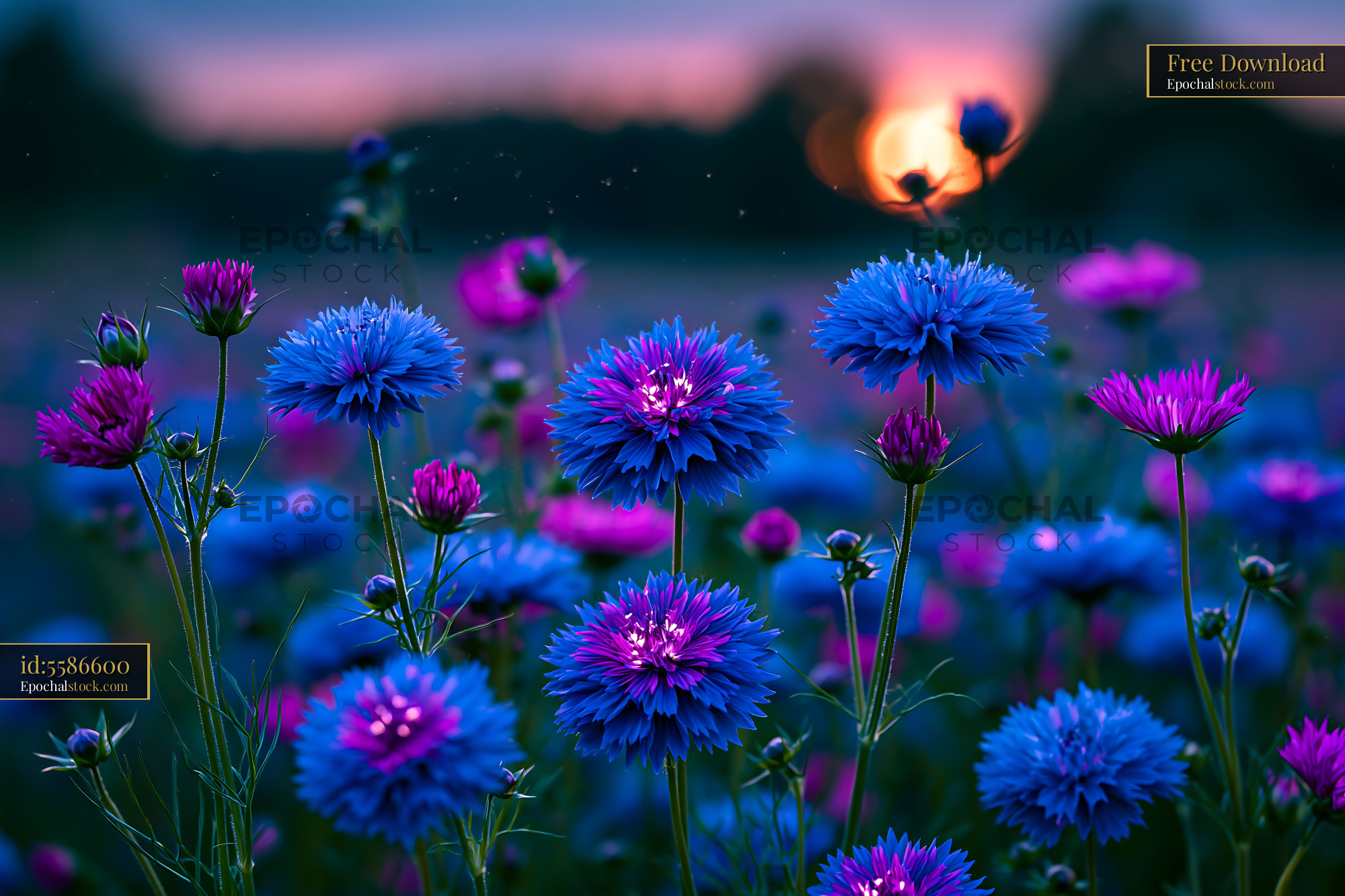 Blue and Purple Wildflowers Bloom at Sunset in a Field - stock photo