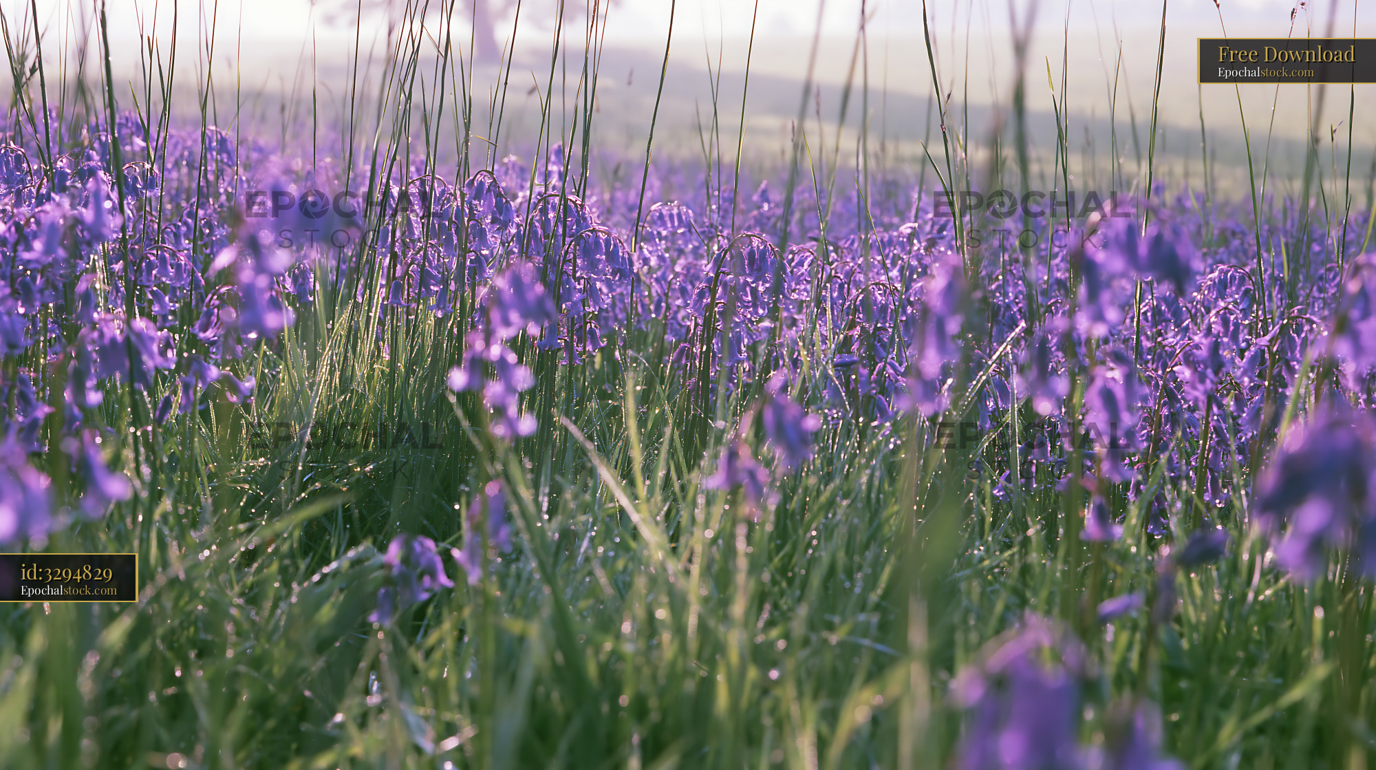 Watermarked full-resolution preview of Violet flowers bloom in a lush green field during early morning