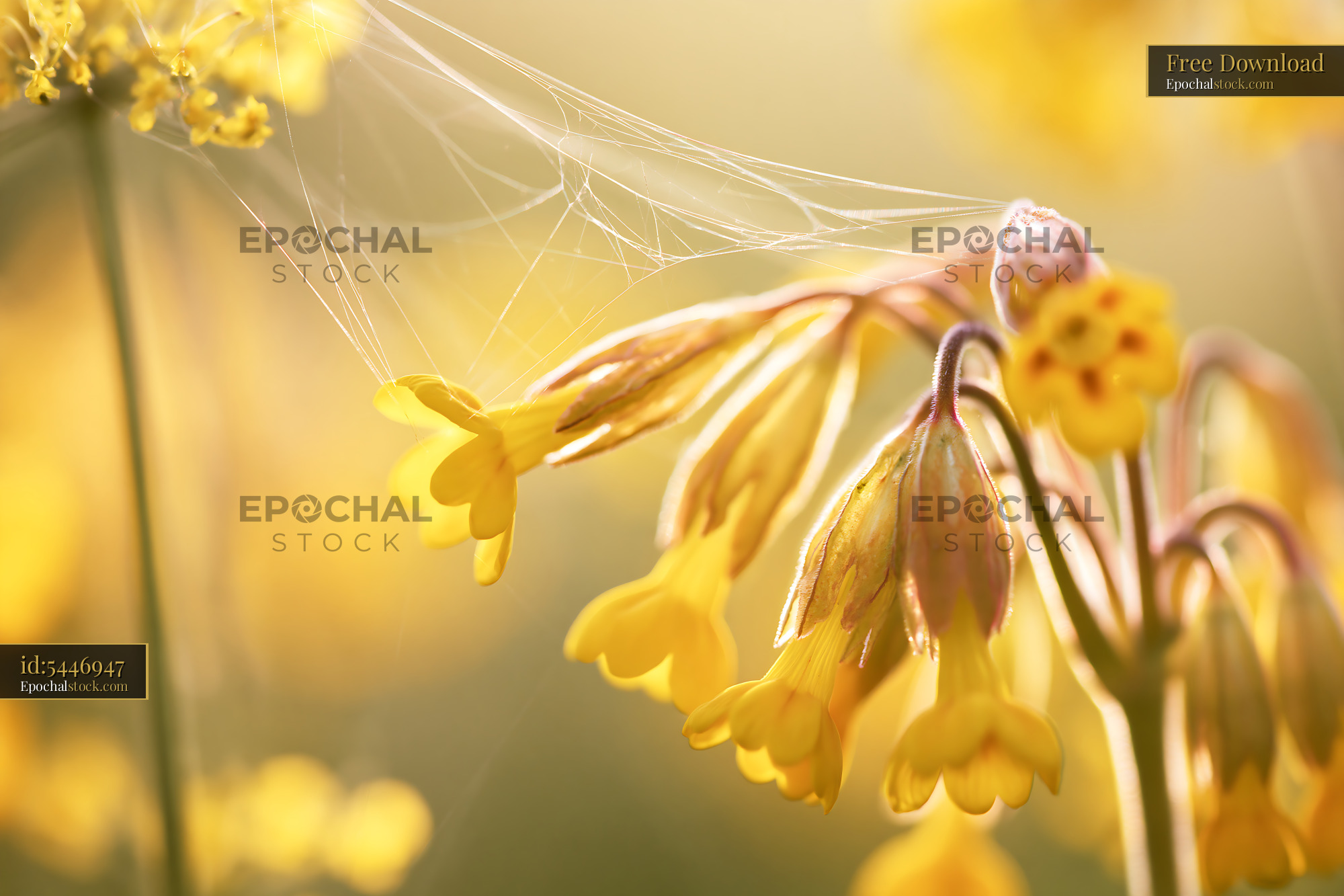 Cowslip Wildflower Blooming in Meadow During Golden Hour - stock photo