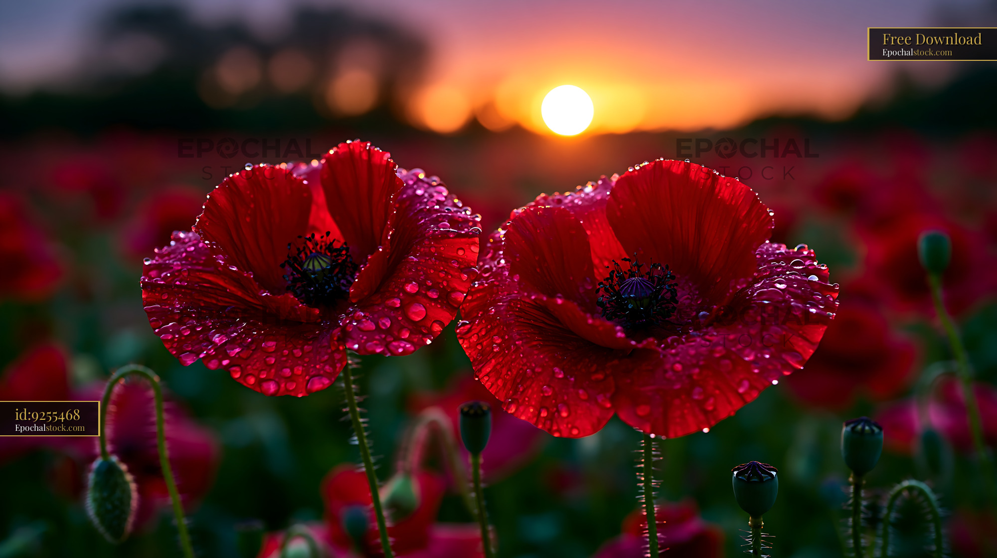 Poppies With Dew at Sunset Highlighting Nature's Beauty - stock photo