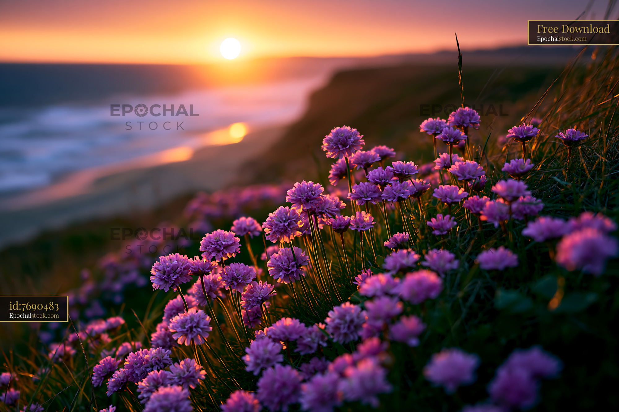 Watermarked full-resolution preview of Sunset over purple flowers on the coastline