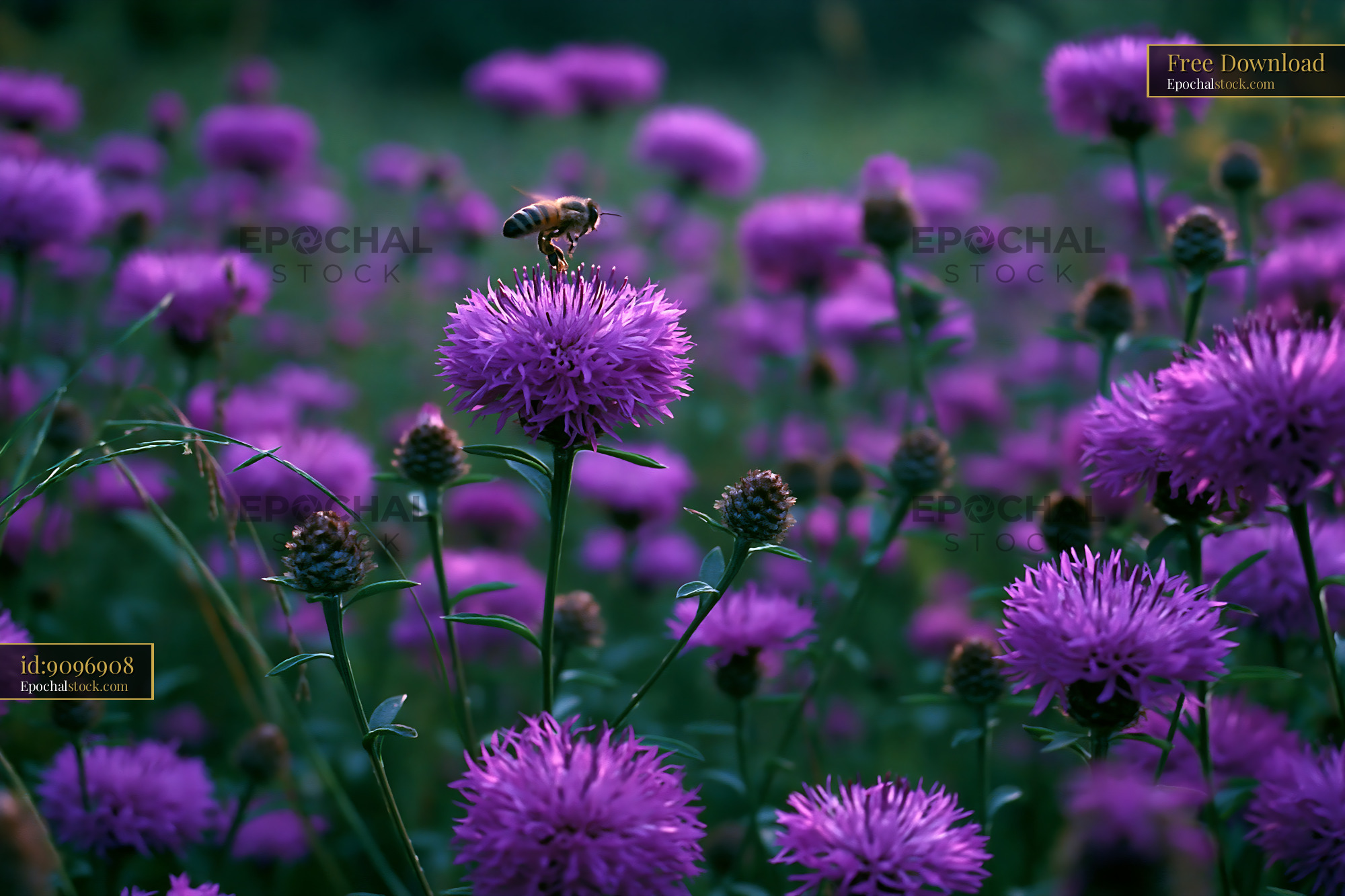 Watermarked full-resolution preview of Bee collecting pollen from purple flowers in a field