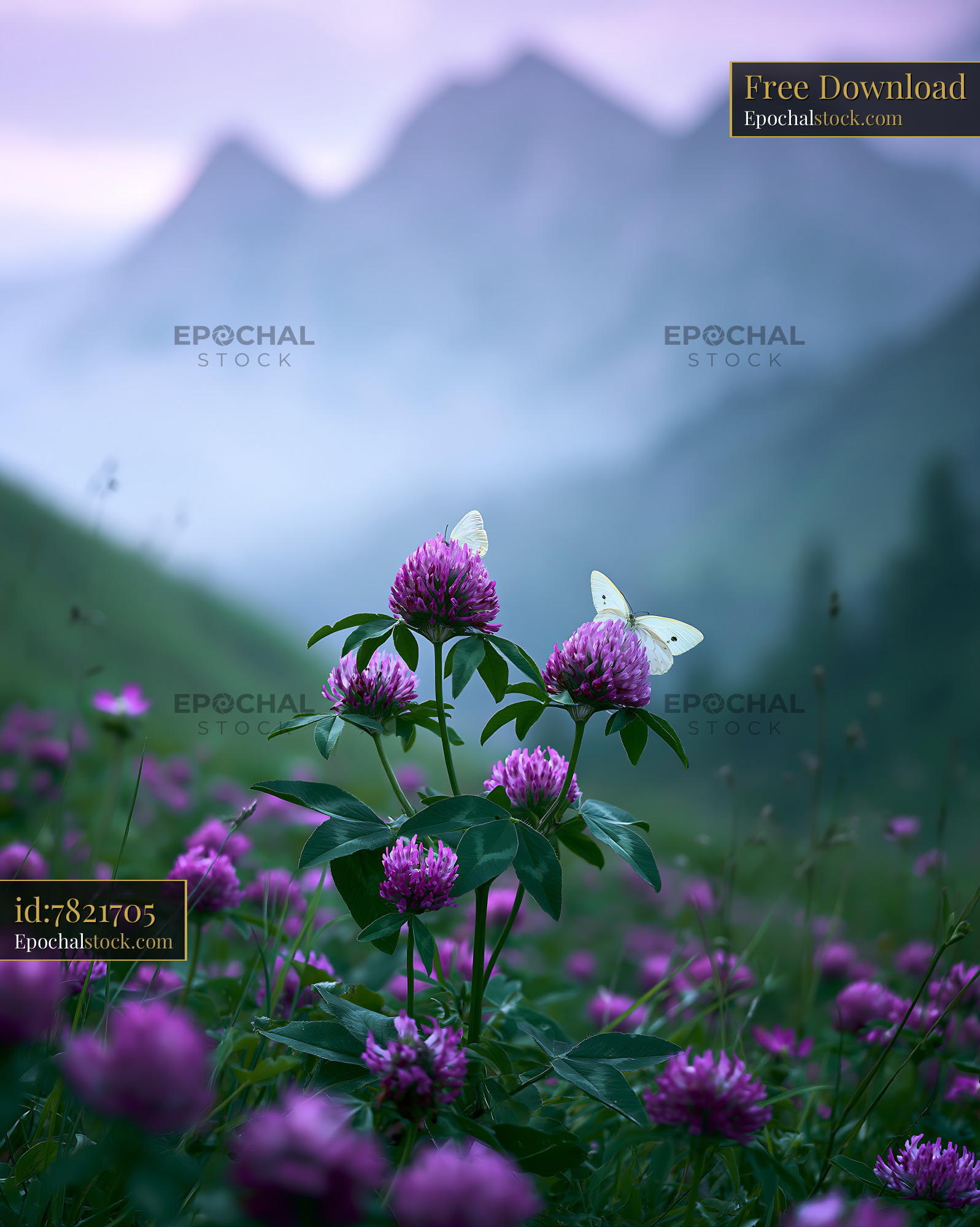 Clover Flowers With Butterflies in the Alpine Meadow During Spring - stock photo