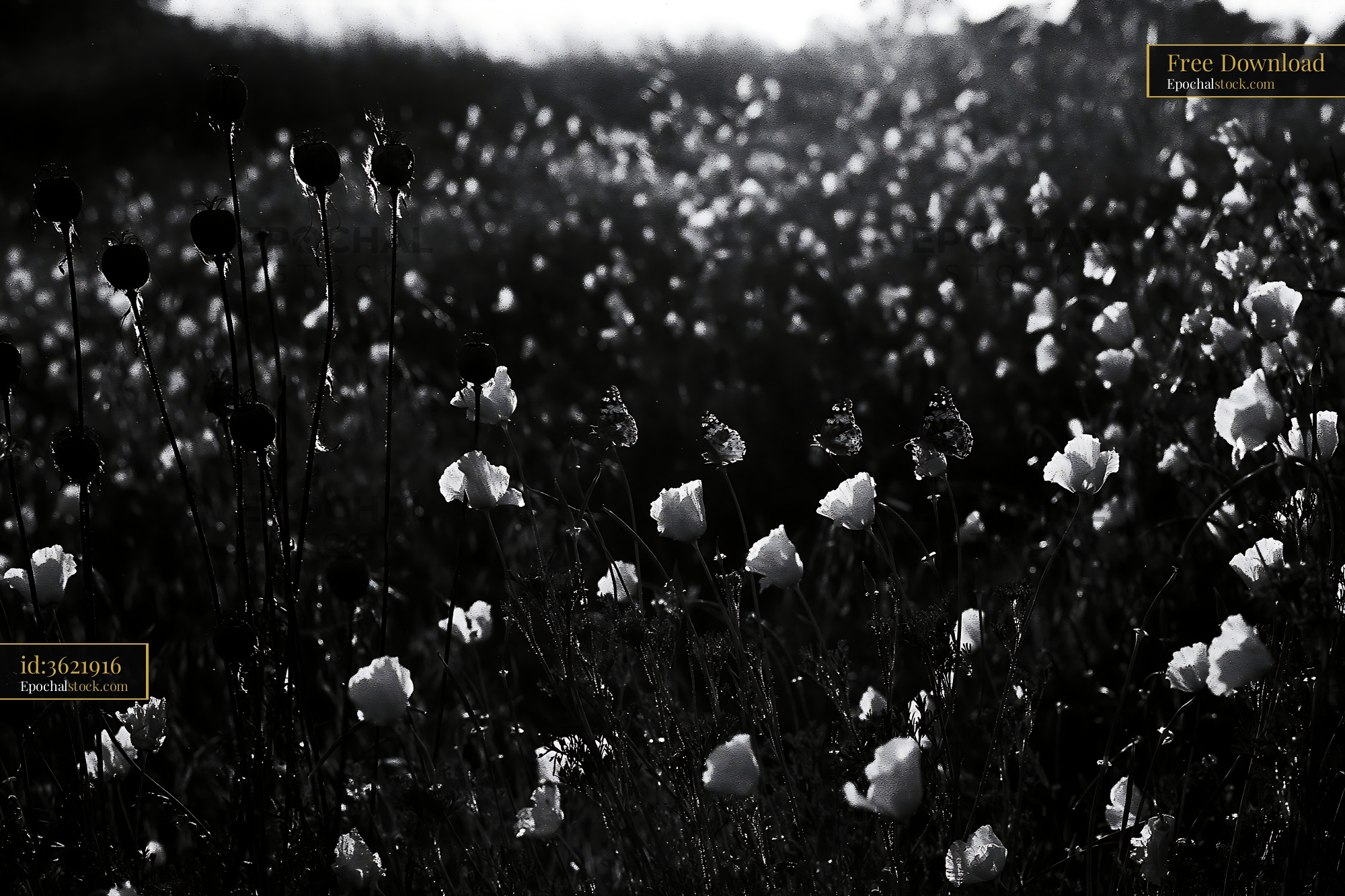 Watermarked full-resolution preview of Black and white poppy field with sunlight in the background