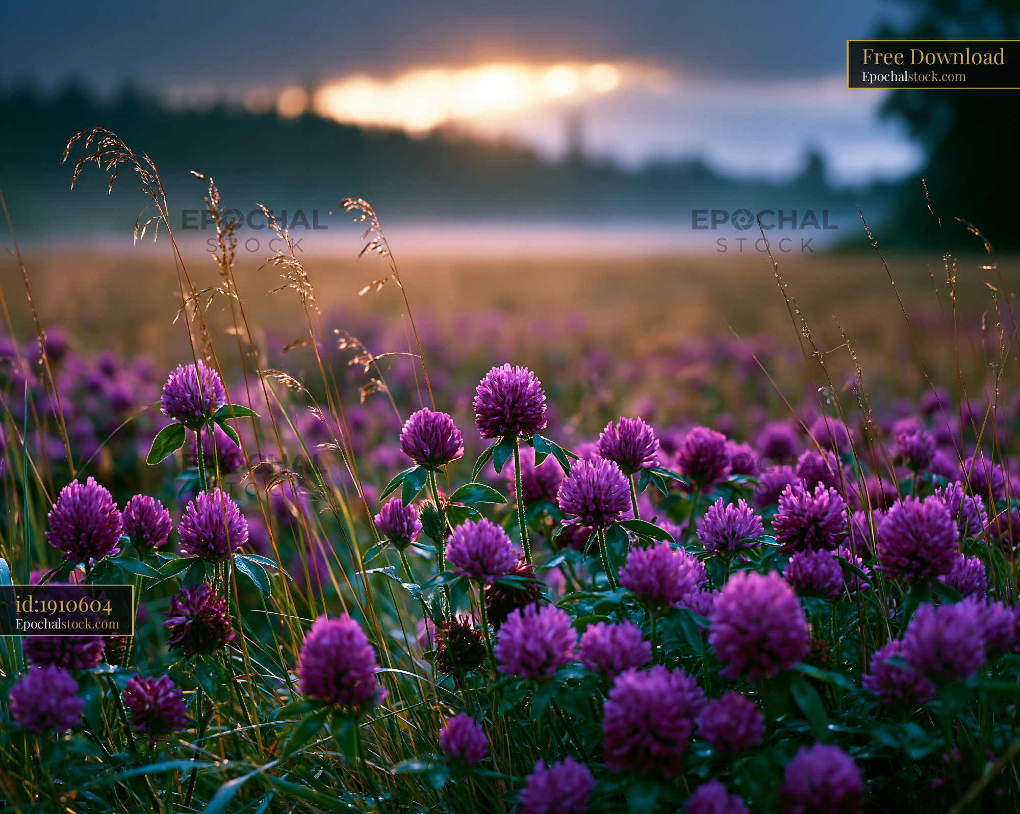 Watermarked full-resolution preview of Purple clover flowers blooming in a field at sunset