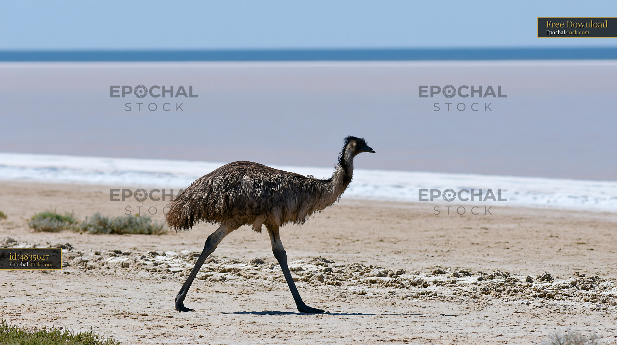 Emu walking across outback plain under clear sky - stock photo