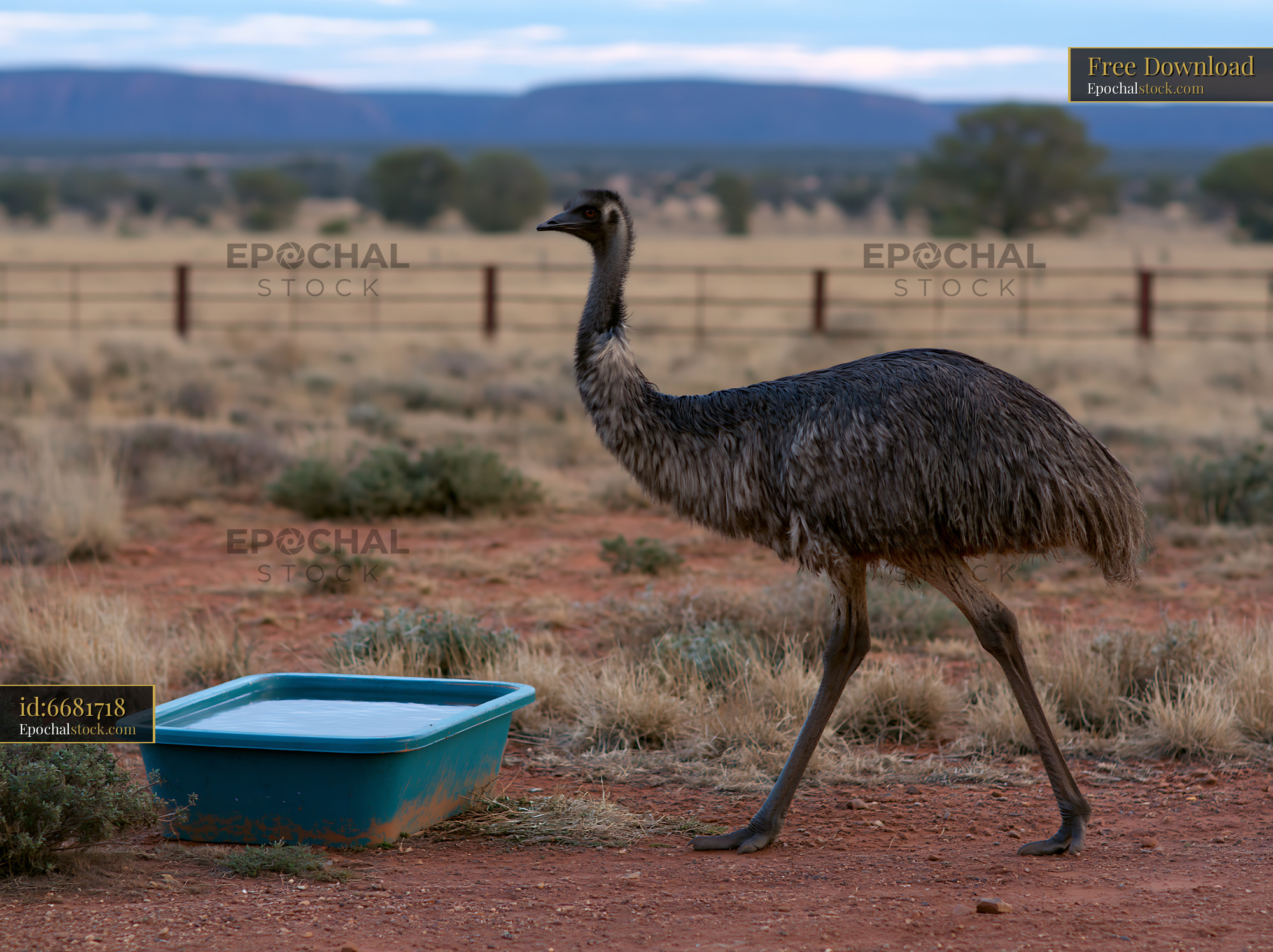 Emu walking across outback plain in Australia