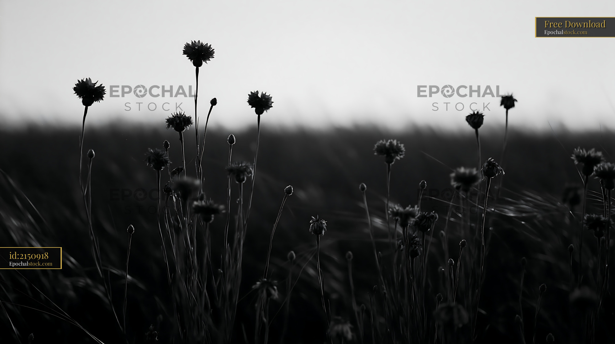 Watermarked full-resolution preview of Silhouetted flowers against a dark landscape in black and white