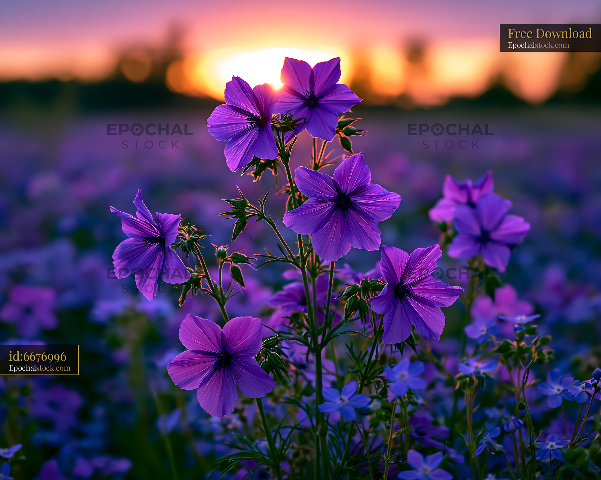 Watermarked full-resolution preview of Purple flowers in a field at sunset