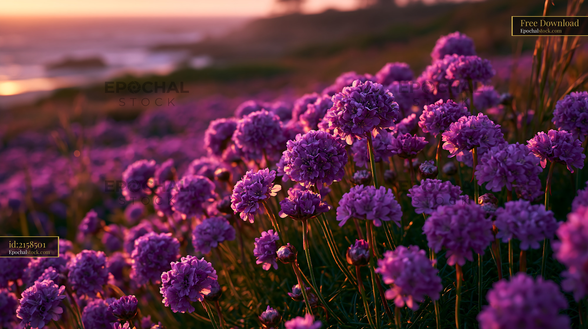 Watermarked full-resolution preview of Violet flowers bloom along the coast at sunset