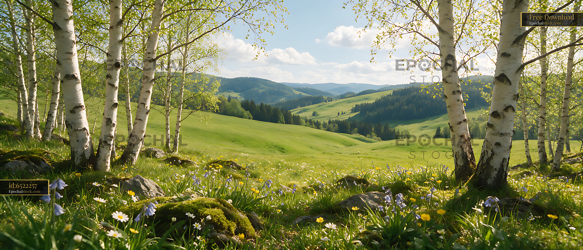 Watermarked full-resolution preview of Sunlit birch woodland overlooking green mountain hills