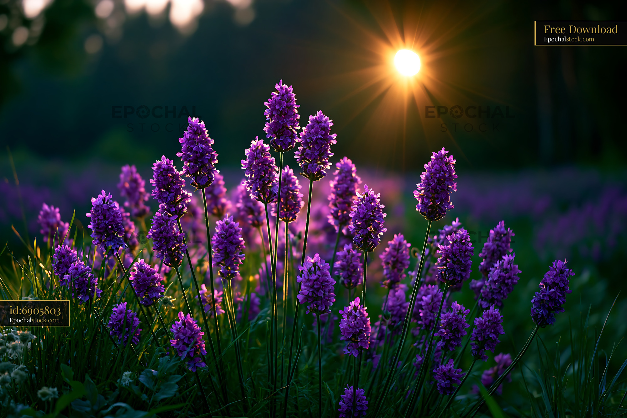 Watermarked full-resolution preview of Sunset over purple flowers in a field