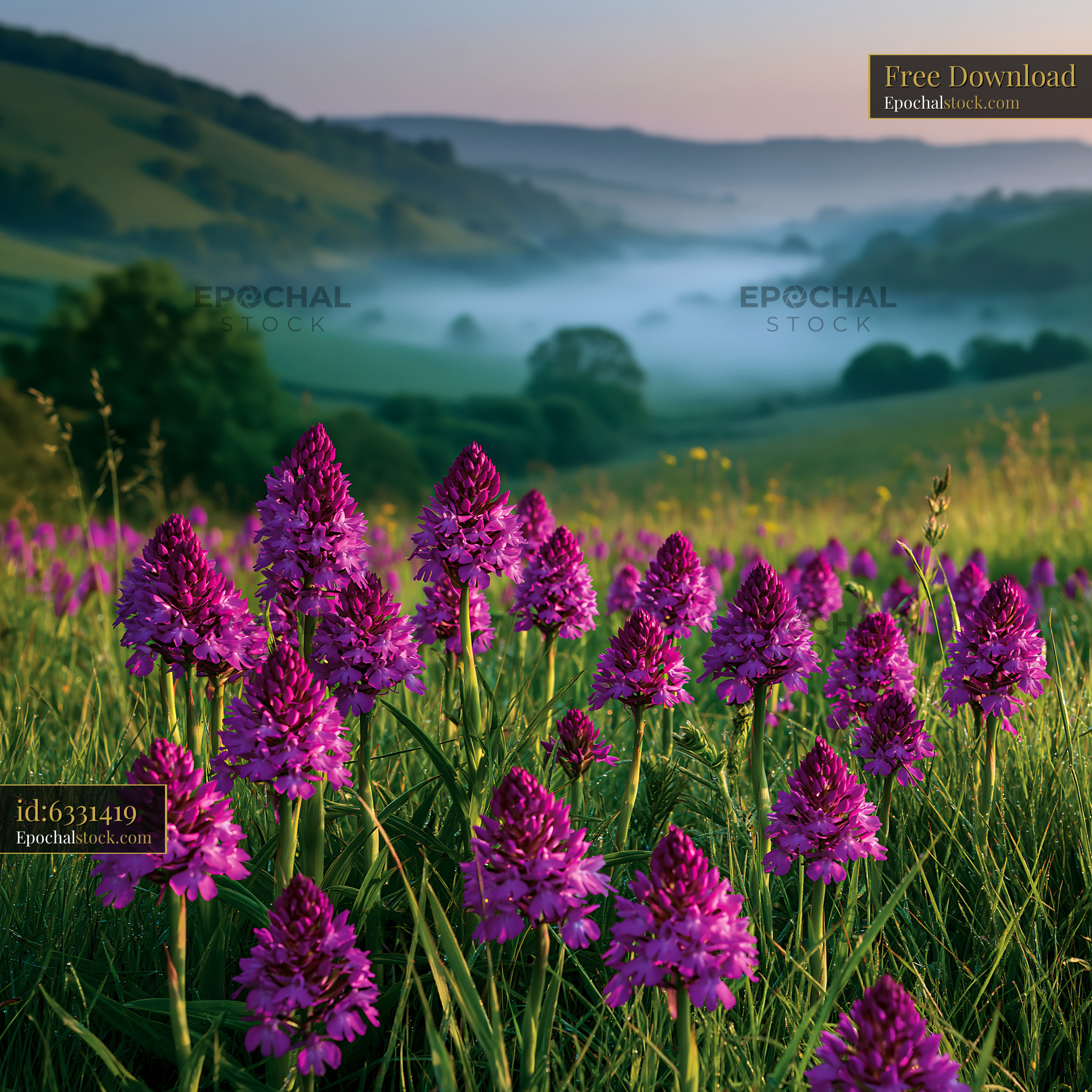 Watermarked full-resolution preview of Purple flowers bloom in a misty valley at dawn