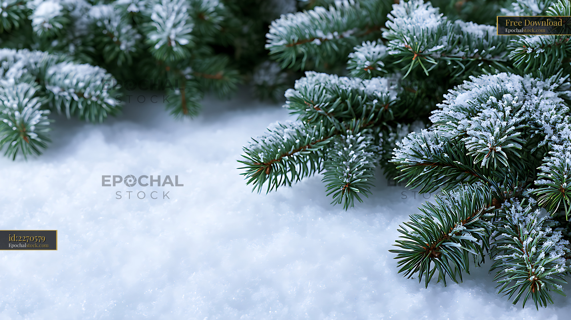 Watermarked full-resolution preview of Snow-covered evergreen branches in winter landscape