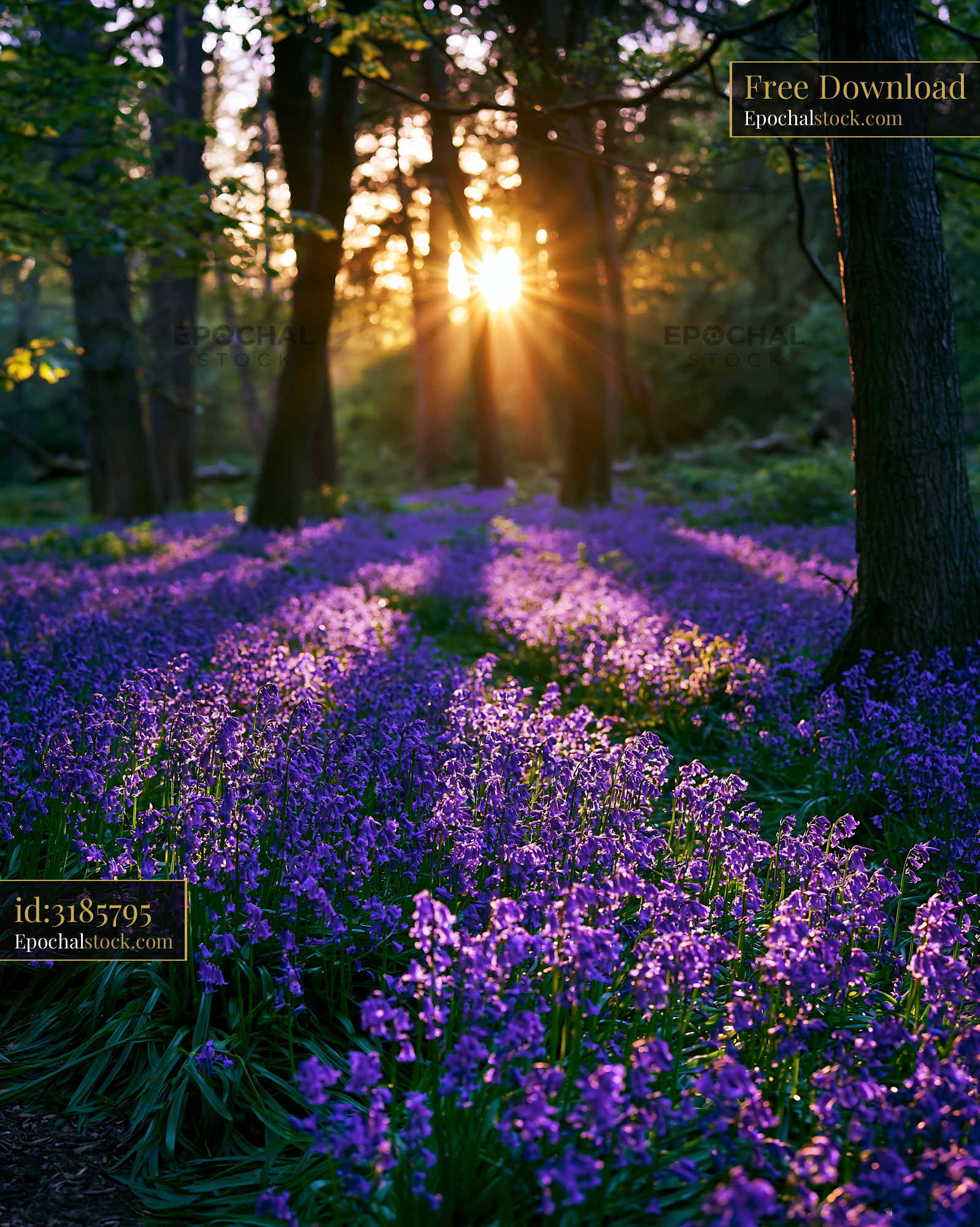 Watermarked full-resolution preview of Sunlight shining through trees over a field of purple flowers