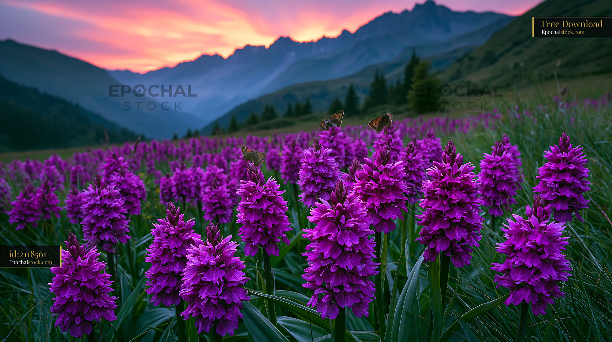Watermarked full-resolution preview of Purple flowers in a mountain meadow during sunset