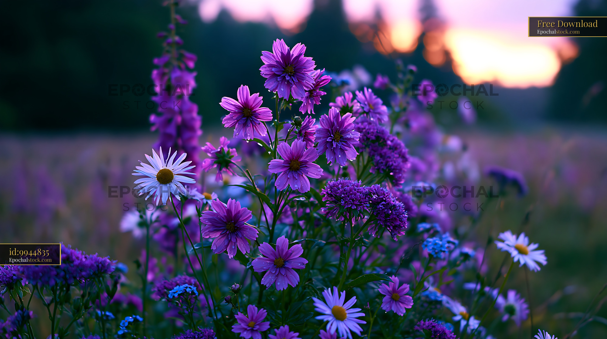 Watermarked full-resolution preview of Colorful wildflowers bloom during sunset in a field