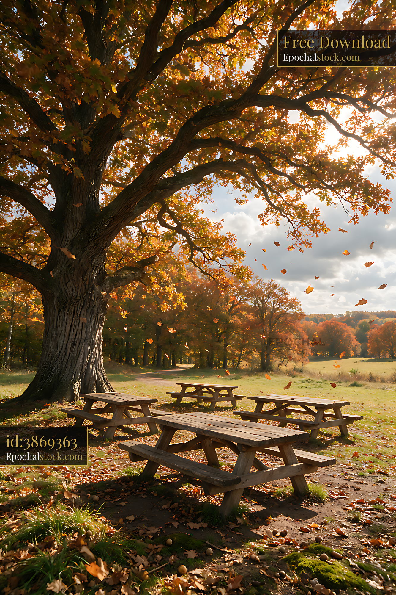 Large shade tree over picnic area in autumn park