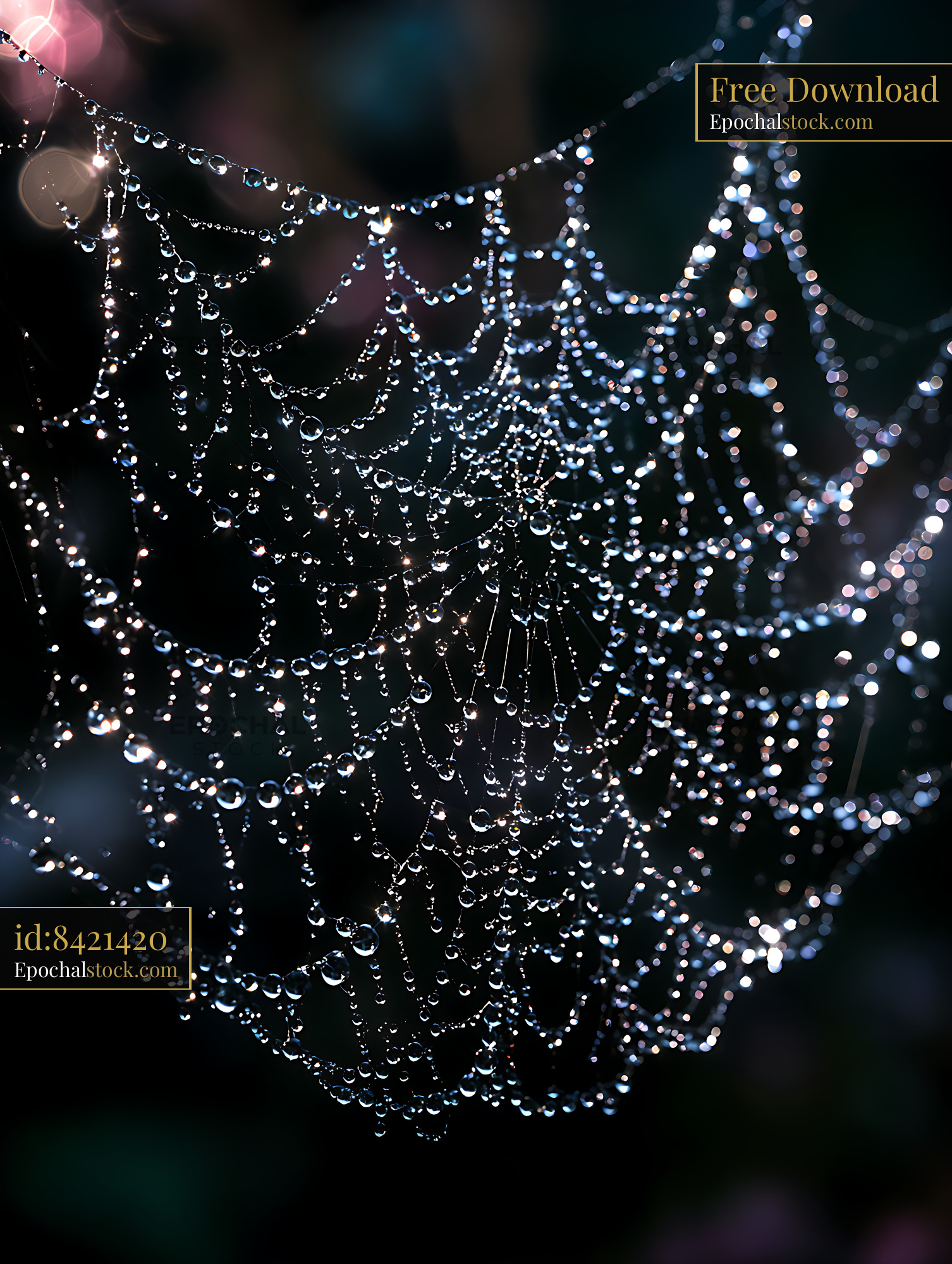 Watermarked full-resolution preview of Intricate spider web covered in glistening dew